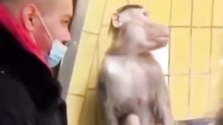 Funny Monkey Viral Video 115