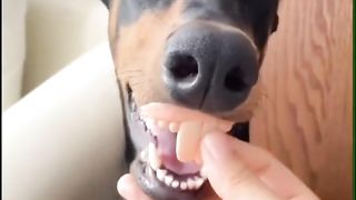 Funny Animals 39
