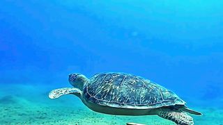 GREEN TURTLE ???? REMORA, Why it's sooo calm while watching!