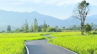 natural views of green and beautiful rice fields