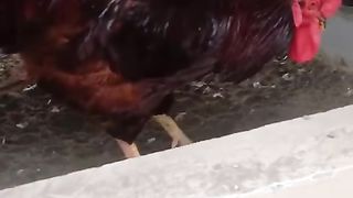 The beautiful rooster