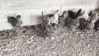 The flock of birds