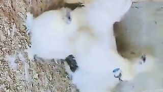 The white silky kids