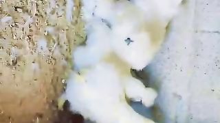 Silky white aseel