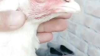 White is but black is black