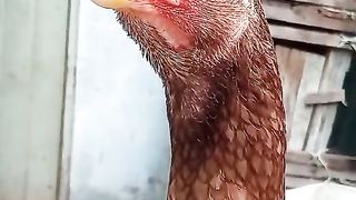 What is this chicken for