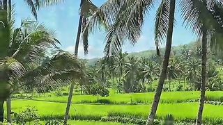 beautiful green natural scenery