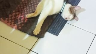 Nemo tidur