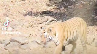 #Tiger Fighter,