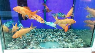 #the fish ????  beautiful architectural style