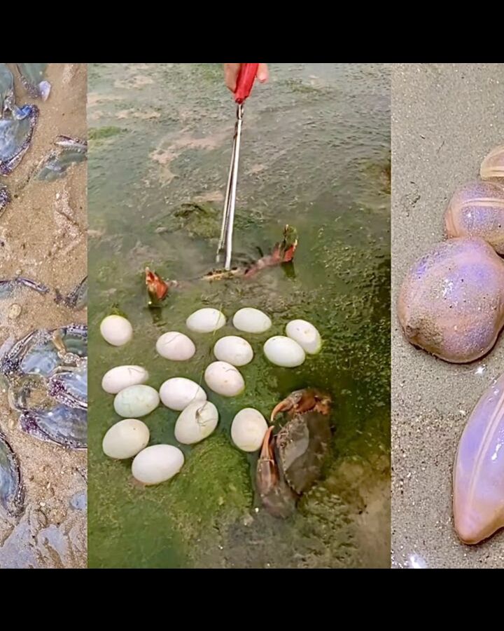 ASMR Hunting Sea Animals Around the Beach 13 Febspot