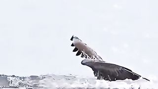 What a bird