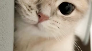 Cats Being Cats: A Compilation of Funny Cat Videos