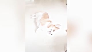 funny video cat and dog 3