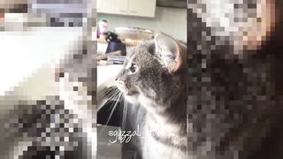 Side-Splitting Moments: Cats and Dogs in Comedy Gold!