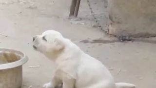 Cuteness Overload: Hilarious Antics of Cats and Dogs!