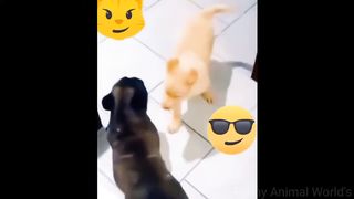 The Ultimate Funny Compilation: Cats and Dogs Unleashed!
