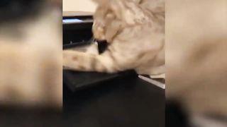 Bloopers and Shenanigans: Cats and Dogs' Crazy Adventures!