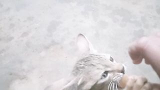 # shorts #Cute cat trending