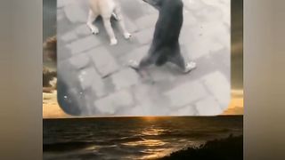 Tingkah lucu kucing VII