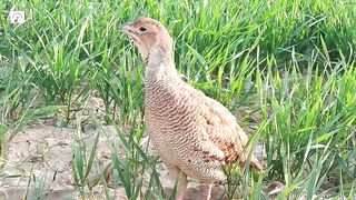 natural teetar ki awaz,beautiful partridge teetar ki voice
