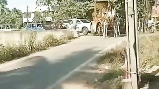 گھوڑے آپس میں لڑ پڑے