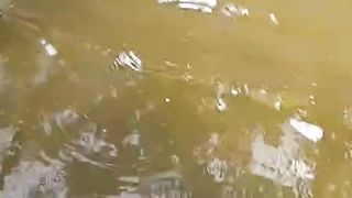 Penyebab Ikan lele kena penyakit bintik putih dan berjamur