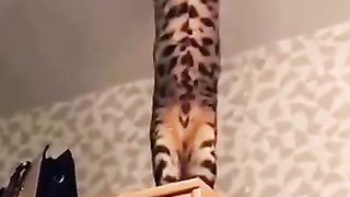 Cat & dog funny shorts
