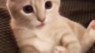 funny cat & dog funny shorts
