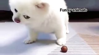 cat & dog funny