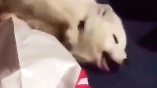 funny animal 2