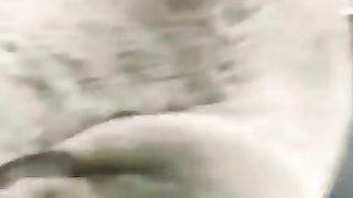 cat & dog funny shorts 2