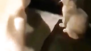cat & dog funny shorts _