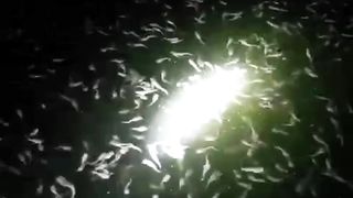 Begini imbasnya jika bibit lele ukuran 3-4cm keatas masih diberi cacing sutera