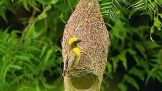 Birds as pets