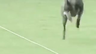 The fastest dog alive ????