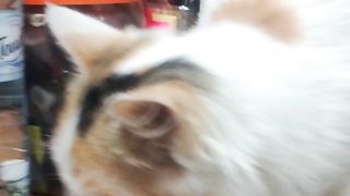 Bellazina