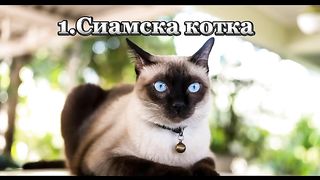 КОТКИ 35