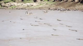 huge crocodile attacks zebra crossing the african