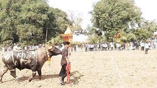 Bull ke fight