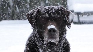Amazing Wild Animals in 4K UHD