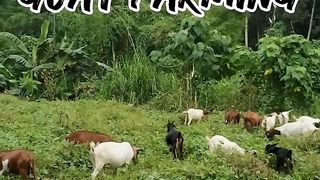 Goat Farming 2