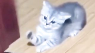 Kucing menabrak dinding membuatnya pusing #Trending