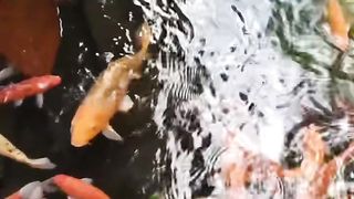 Beautiful and Colorful Koi Fishes