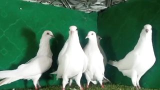 Vehshi pigeon beautiful breeder pair
