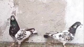 Dubb waly breedar pair pigeon beautiful