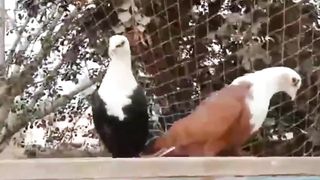 Sharzi breeder pair pigeon beautiful