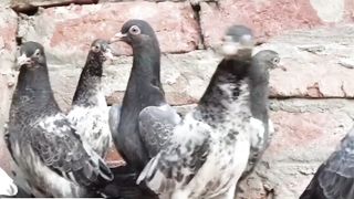 Tadeey pigeon chicks beautiful breeder pair