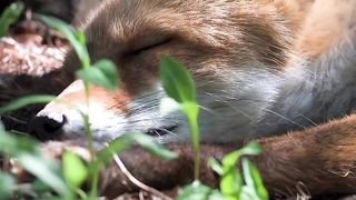 take pictures like a fox,