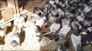 Ziray lakha banky rajan puri kamgar pigeon beautiful breeder pair